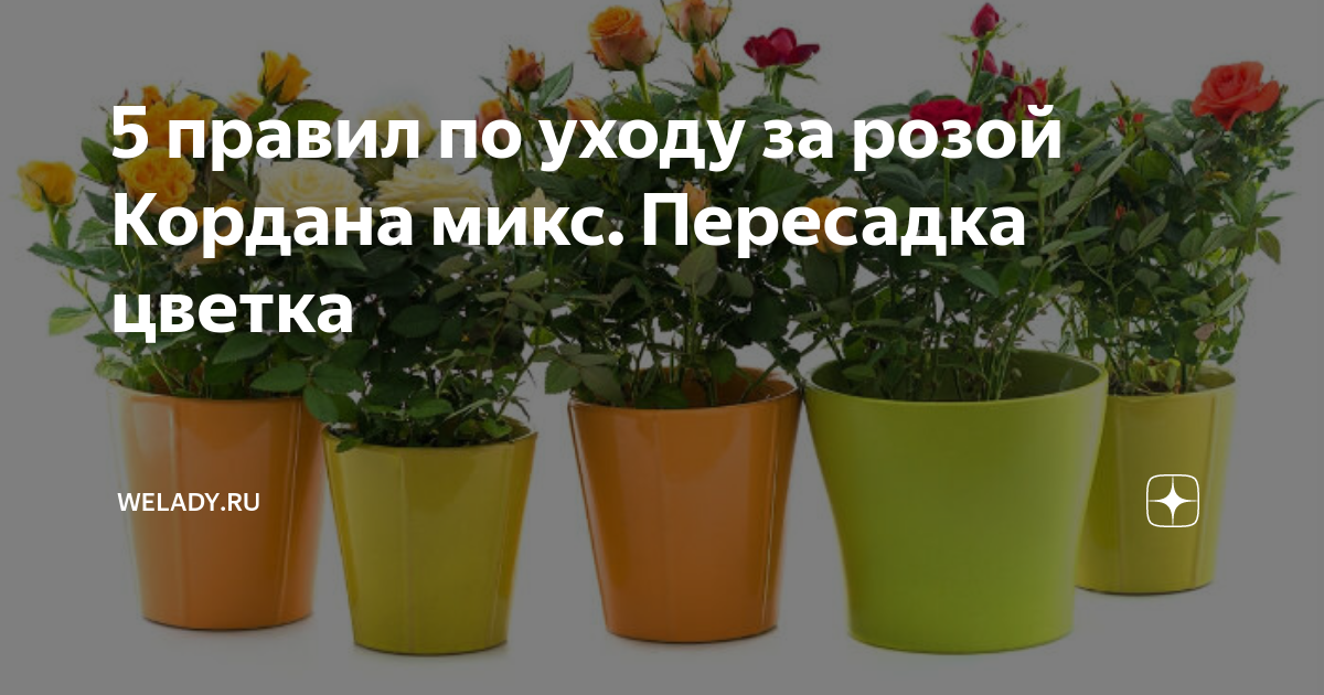 Роза кордана (kordana) — уход дома и на улице в саду -