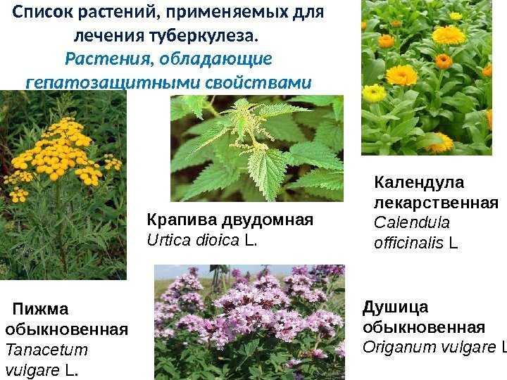 Все лекарственные растения c фото