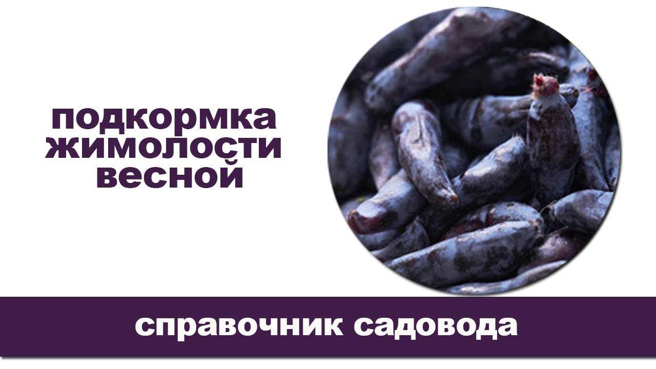 Подкормка жимолости весной: сроки, удобрения и правила внесения selo.guru — интернет портал о сельском хозяйстве