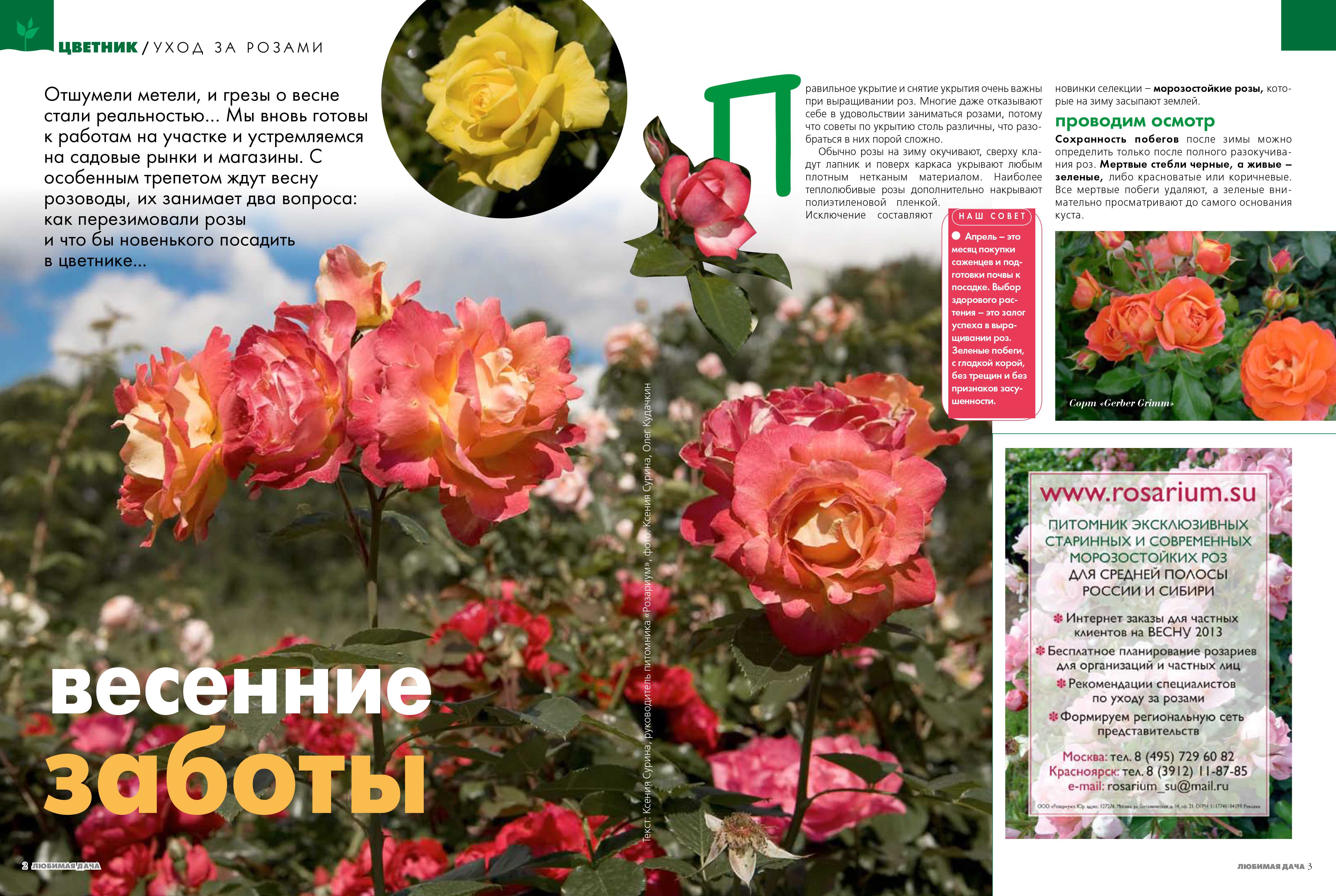 Как ухаживать за розами в июле и августе, чтобы пышно цвели