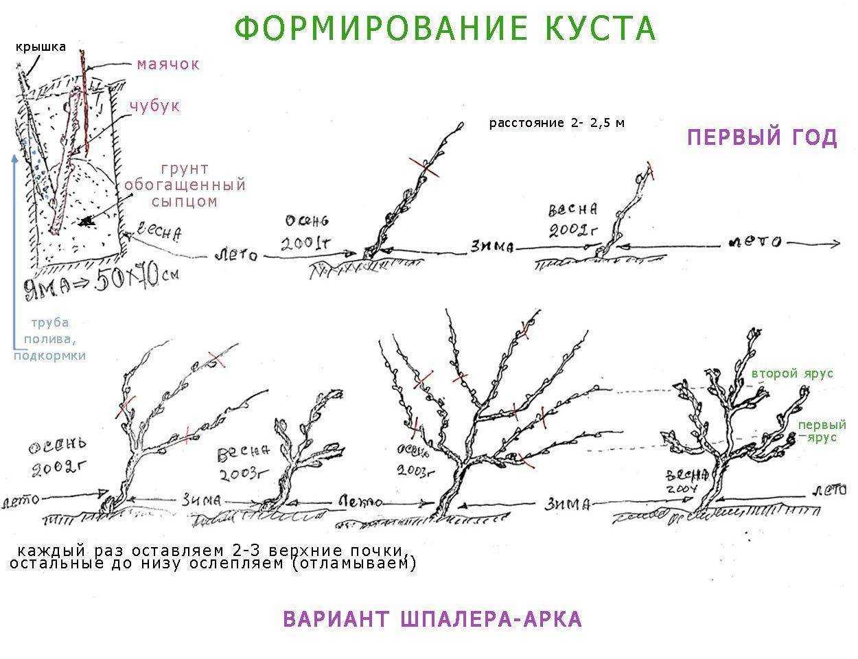 Как ухаживать за виноградом летом, чтобы получить хороший урожай