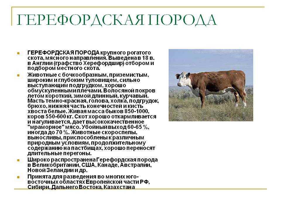 Правильный откорм крупного рогатого скота ао "витасоль"
