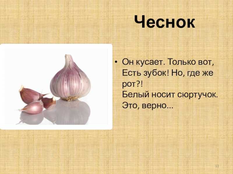 Чеснок: описание, посадка, уход, болезни | (25 фото) +отзывы