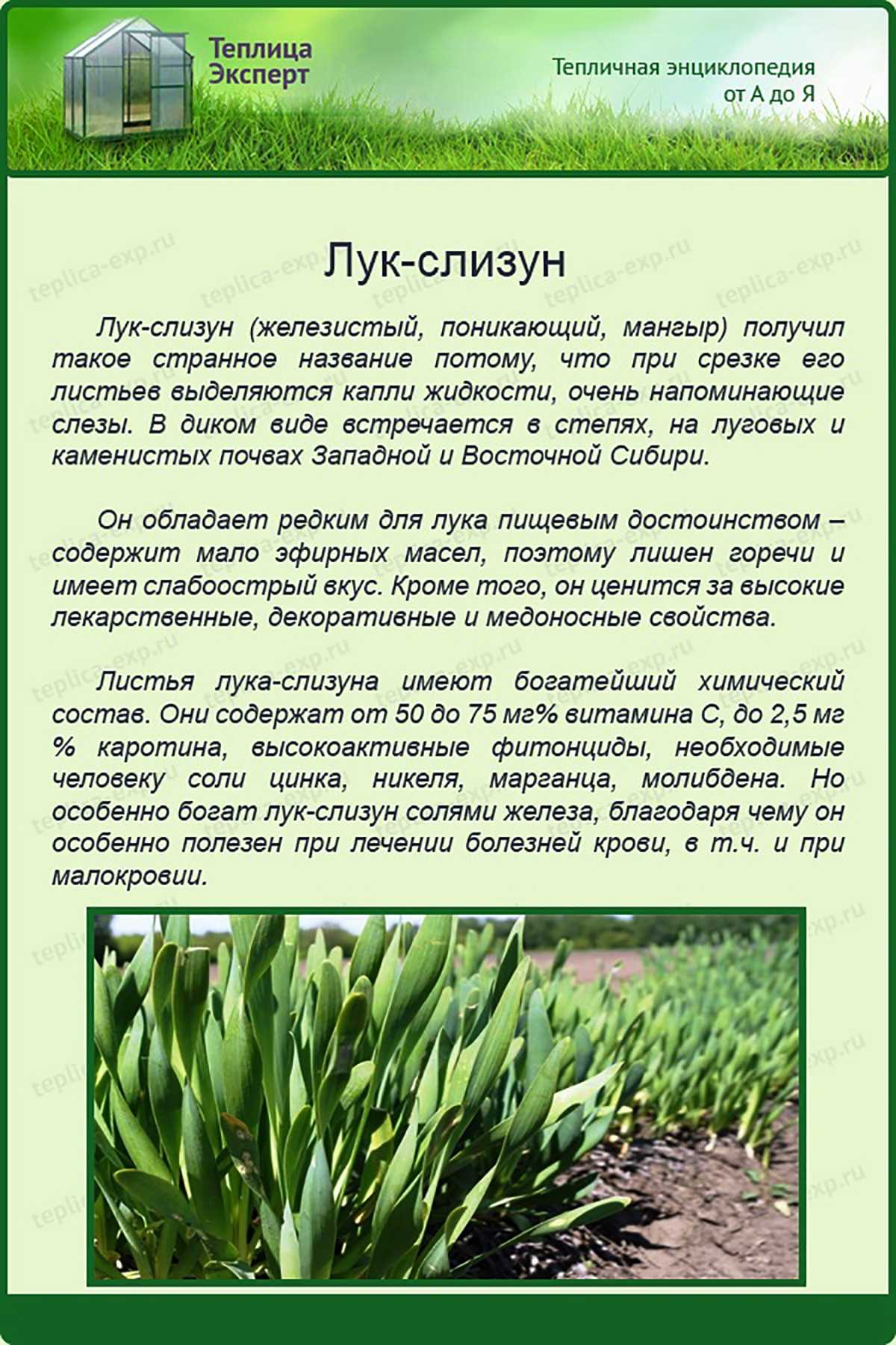 Агротехнические секреты выращивания лука-слизуна