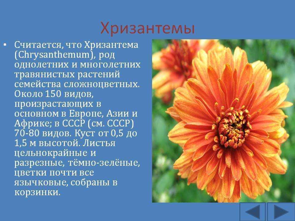 Хризантема «бакарди»: описание и выращивание