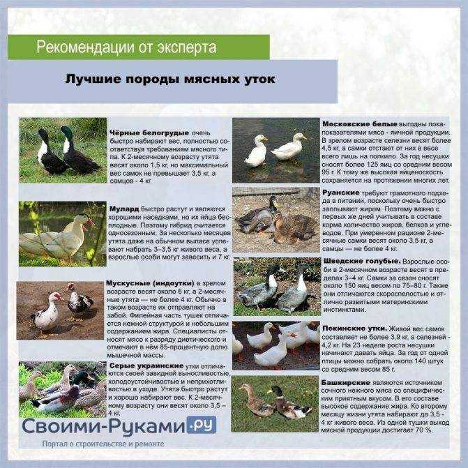 Пекинская утка: разведение, содержание, описание породы, фото