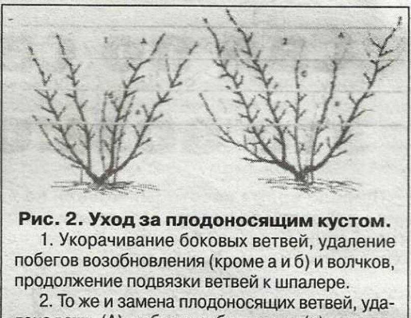 Как правильно пересадить крыжовник на новое место: весной, осенью, старые взрослые кусты, по лунному календарю