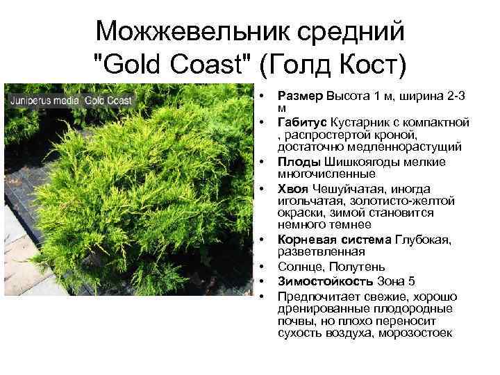 Выращивание можжевельника сорта олд голд средний