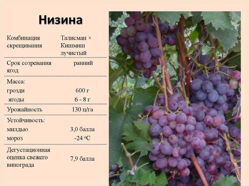 Неукрывные морозостойкие сорта винограда: технические и столовые виды