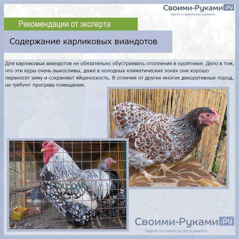 Плюсы и минусы мини-мясной породы кур | фермер знает |