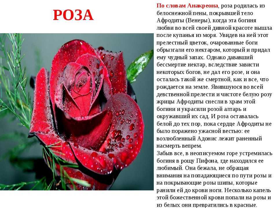 История розы и классификация растения — описание и возникновения цветка +видео