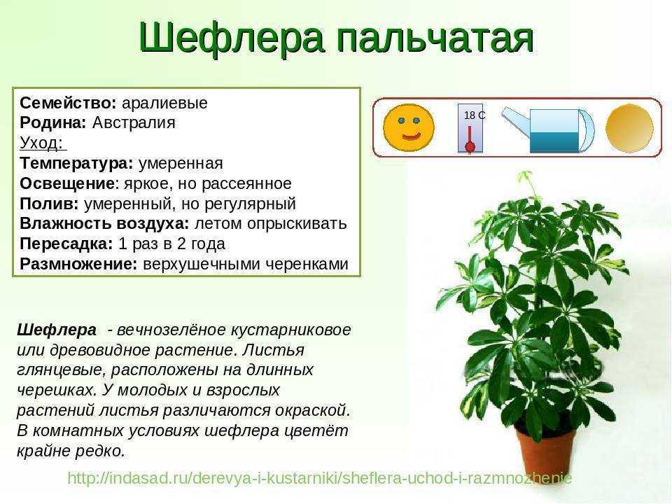 Классификация пеларгоний: сорта, виды, группы | цветок в доме