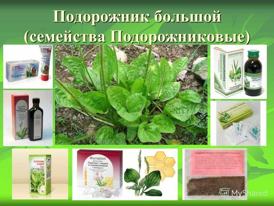 Рассказ о подорожнике - описание, виды и характеристика травы
