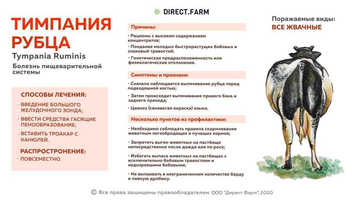 Бруцеллез: заразное молоко и мясо | университетская клиника