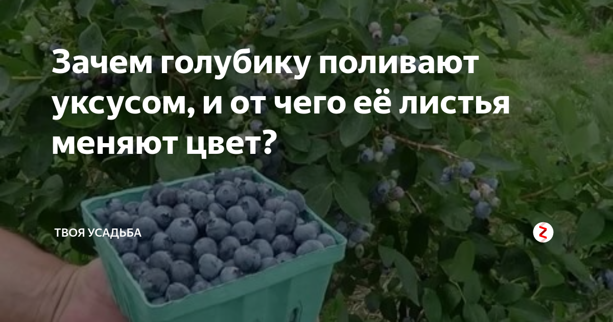 Как подкислить почву – способы для голубики, гортензии, хвойных