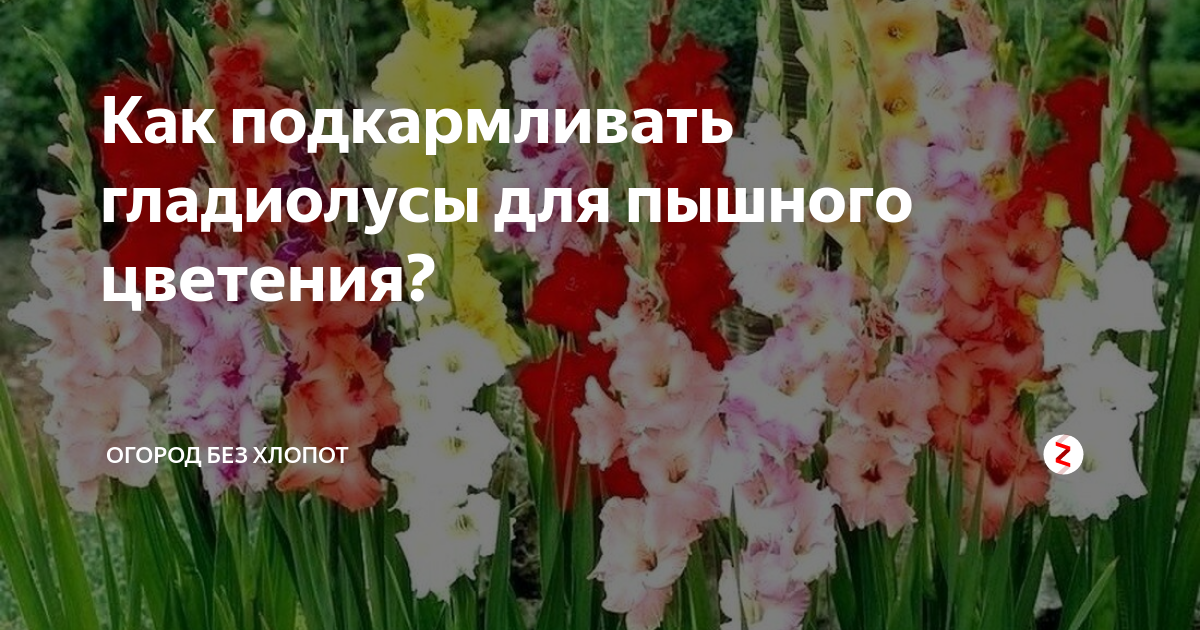 Гладиолусы уход после цветения обрезка, подкормка