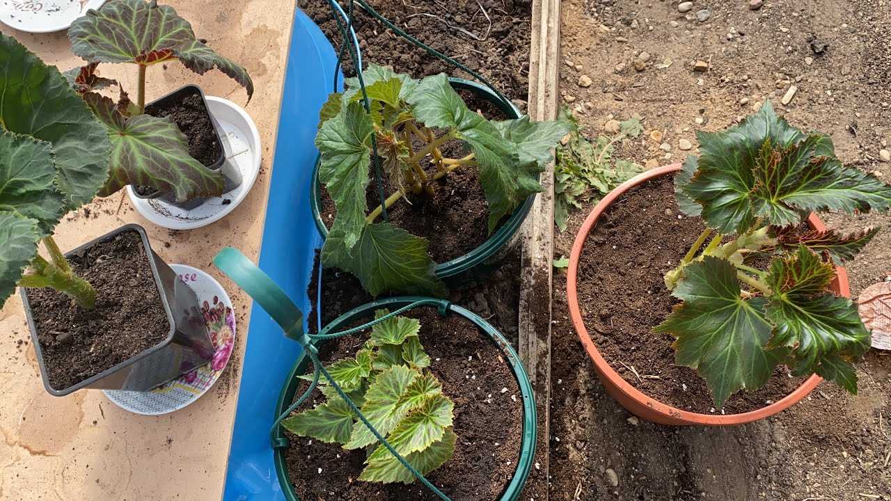 Бегония королевская – пять популярных сортов и уход в домашних условиях