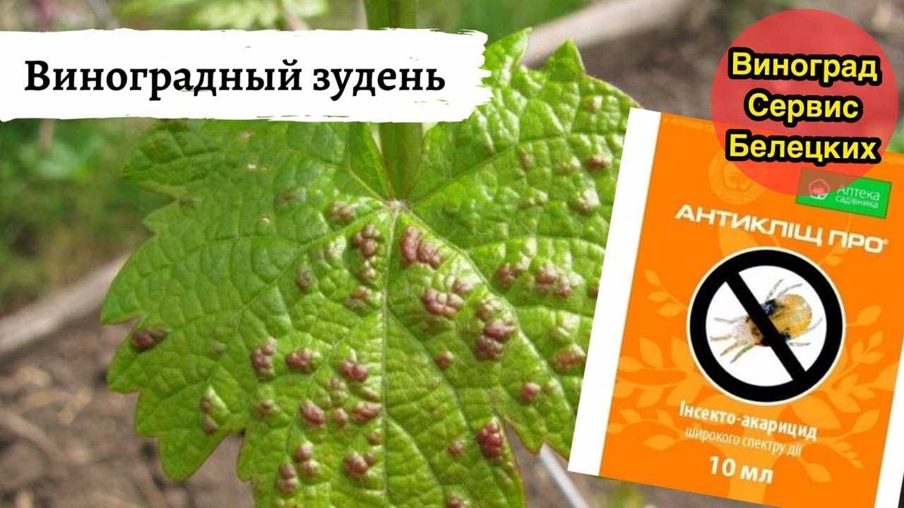 Паутинный клещ на винограде: как бороться, препараты и народные средства
