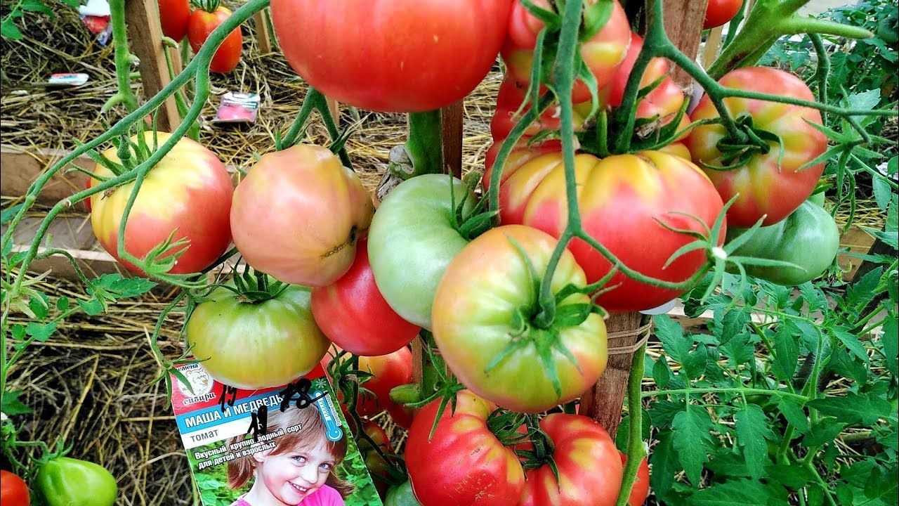 Томат машенька – популярный классический сорт