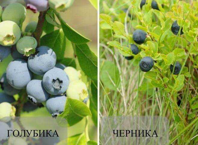 Голубика и черника – в чем разница: внешние отличия, особенности агротехники, польза той и другой ягоды в 2023 году на гудгрунт