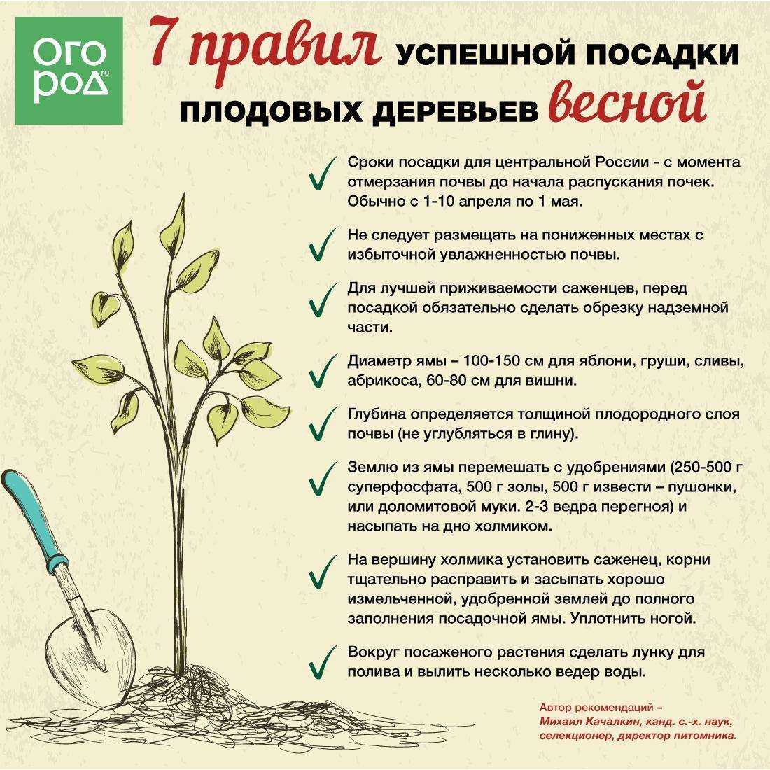 О размножении роз в домашних условиях черенкованием и методом бурито