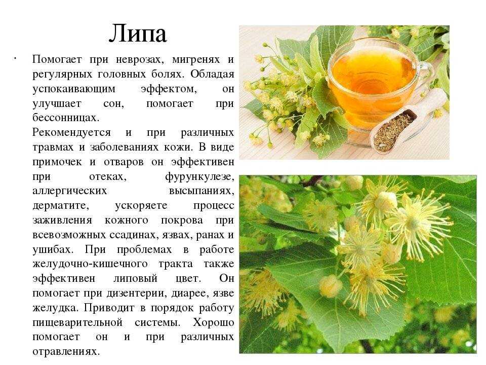 Зеленый мед: полезные свойства и особенности продукта
