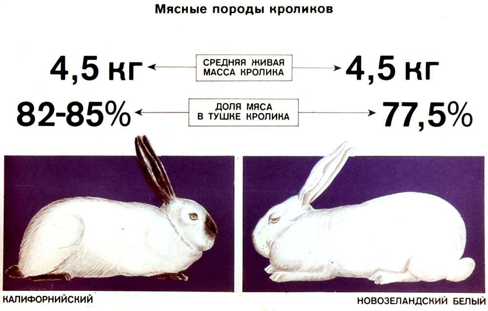 Породы карликовых кроликов, длительность их жизни, правила содержания