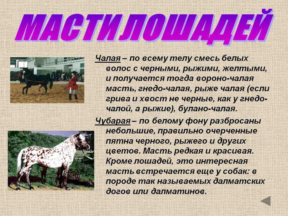 Забытая, но прекрасная «дикая» масть лошадей – каурая