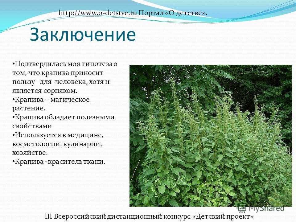 Крапива: как выглядит, где растет, как цветет, фото, семейство, где используют