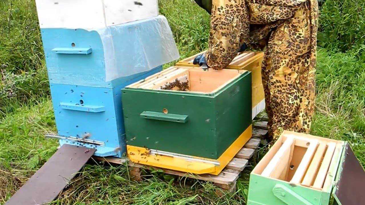 Весенние работы на пасеке. выставка пчел и ревизия - помощь ослабевшим и утепление гнезд