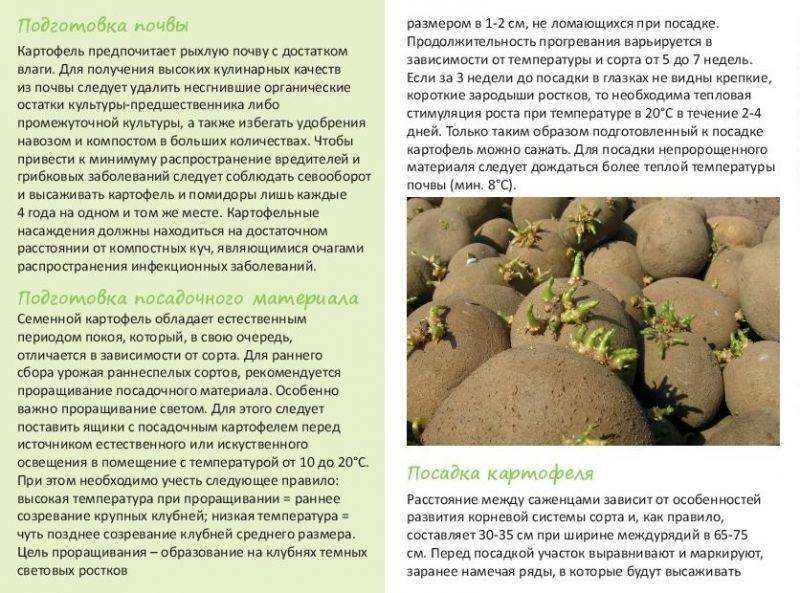 Посадка картофеля в открытый грунт весной — когда сажать картофель в открытый грунт весной — про огород