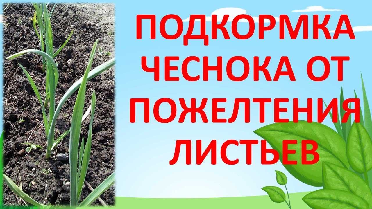 Желтеет чеснок весной – что делать, чем обработать и подкормить