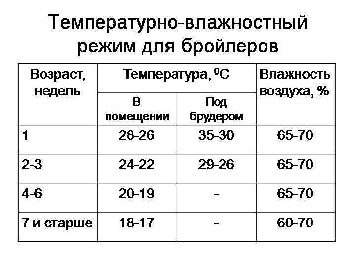 Кормление цыплят бройлеров, уход за ними в домашних условиях и болезни от неправильного рациона, особенности питания породы в разном возрасте selo.guru — интернет портал о сельском хозяйстве