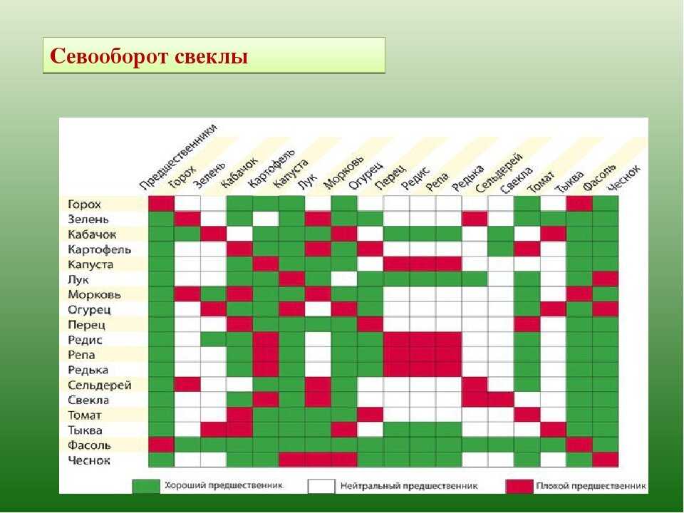 Посадка свеклы весной в открытый грунт семенами