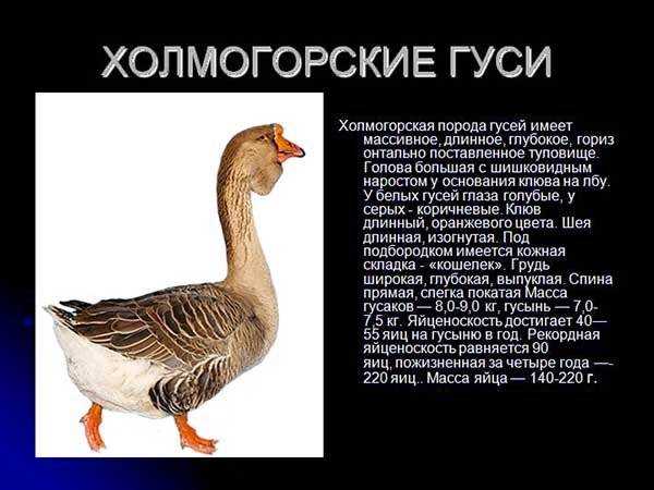 Холмогорский гусь