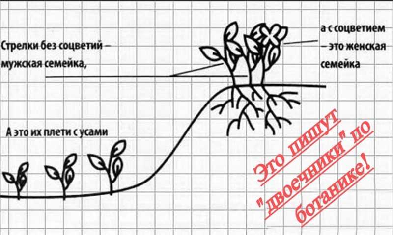 На клубнике нет завязей после хорошего цветения: причина, что делать