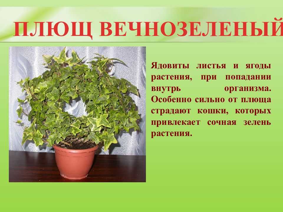 Бегония: ядовита или нет, каковы польза и вред, можно ли держать дома, как применять, и лечебные свойства