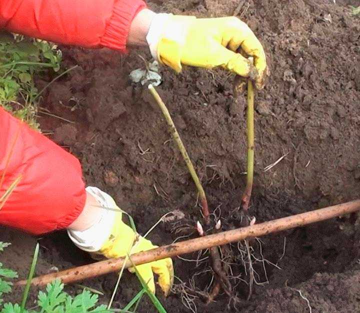 Пионы: сорта, посадка, уход, пересадка и обрезка в открытом грунте
