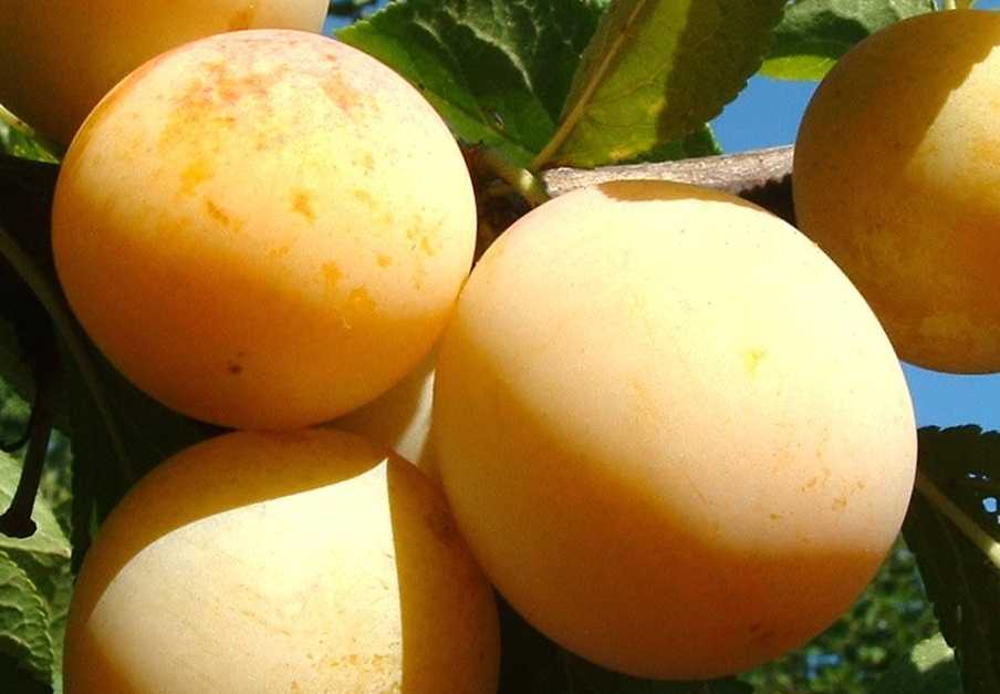 Слива желтая медовая – описание сорта и его особенности