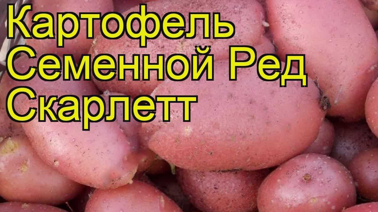 Картофель ред скарлет: характеристика сорта, отзывы, вкусовые качества