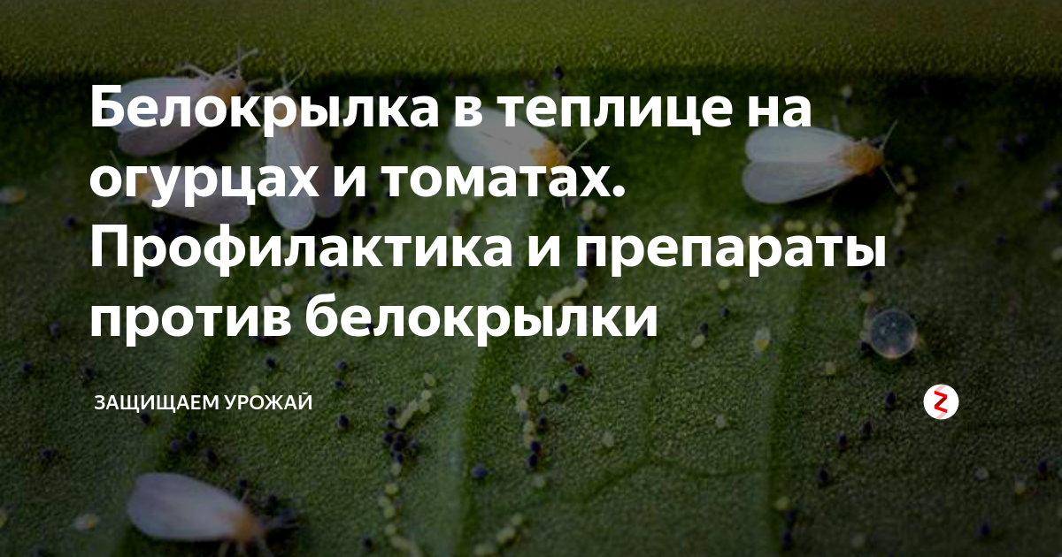 Как избавиться от белокрылки в теплице на помидорах: как спасти рассаду, химические препараты, профилактика