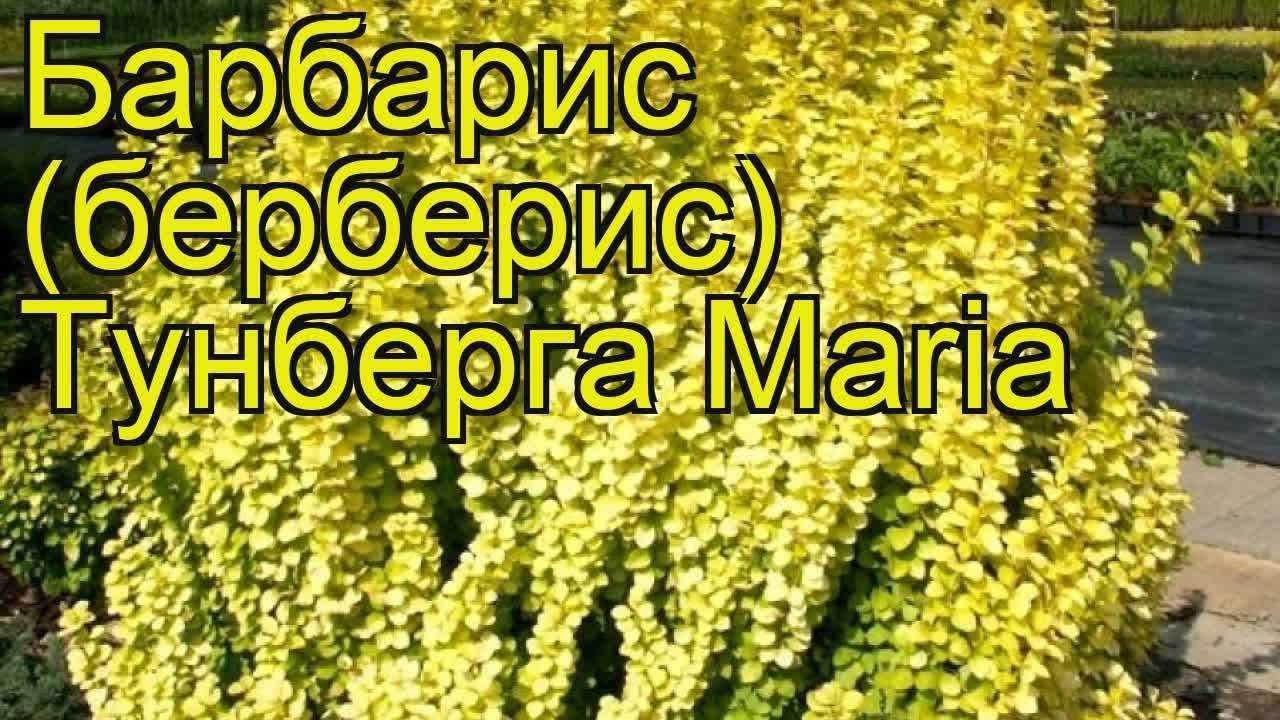 Барбарис тунберга “мария” (maria) – описание, фото, посадка и уход. отзывы садоводов