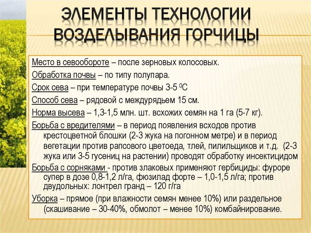 Как посеять горчицу для улучшения почвы и в качестве удобрения