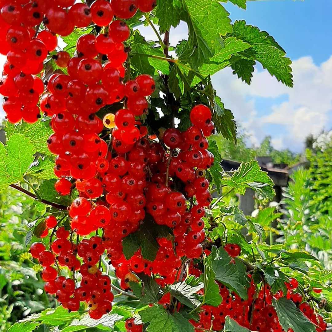 Смородина - 98 фото самых лучших сортов и отборных кустов