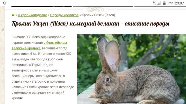 Кролики породы ризен разведение и содержание