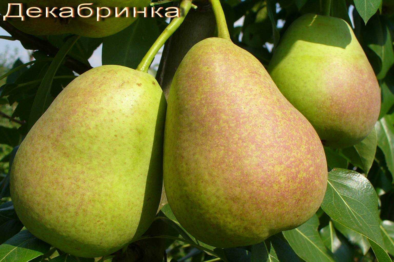 Сорта груши для сибири: описание 12 самых морозостойких