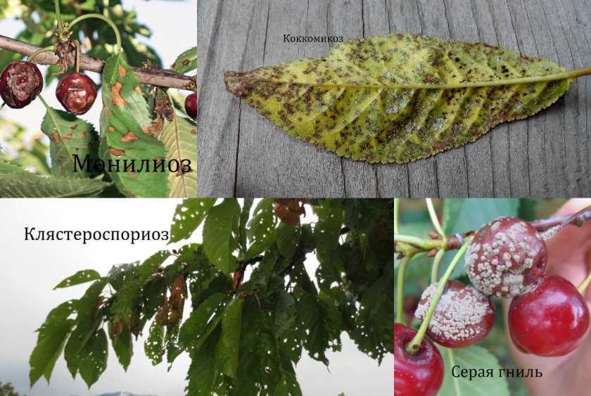 Войлочная вишня: болезни и вредители