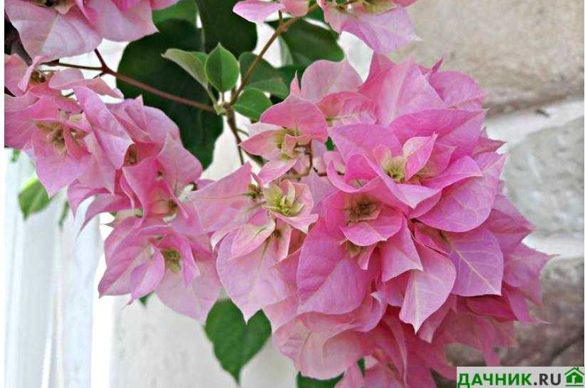 Бугенвиллия - 26 фото сортов, описание