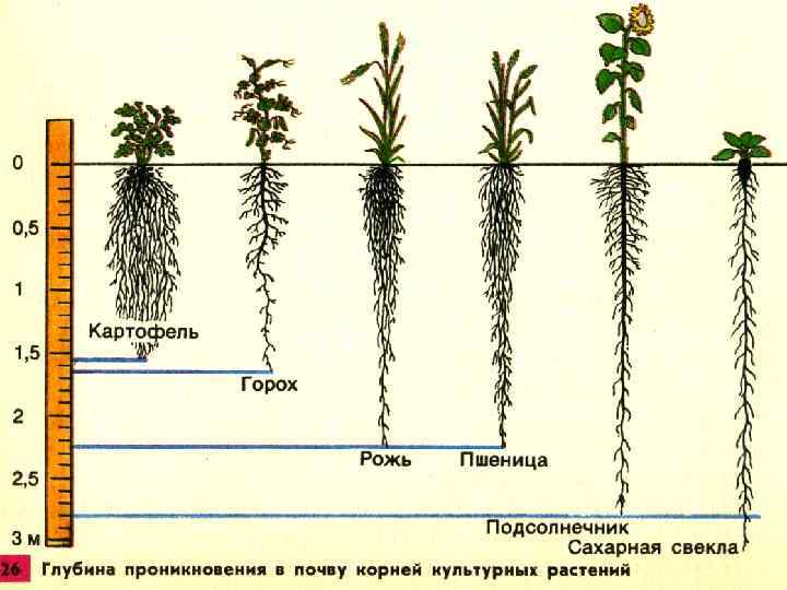 Корневая система томатов - глубина и расположение, длина корней в два яруса, почему корни на поверхности