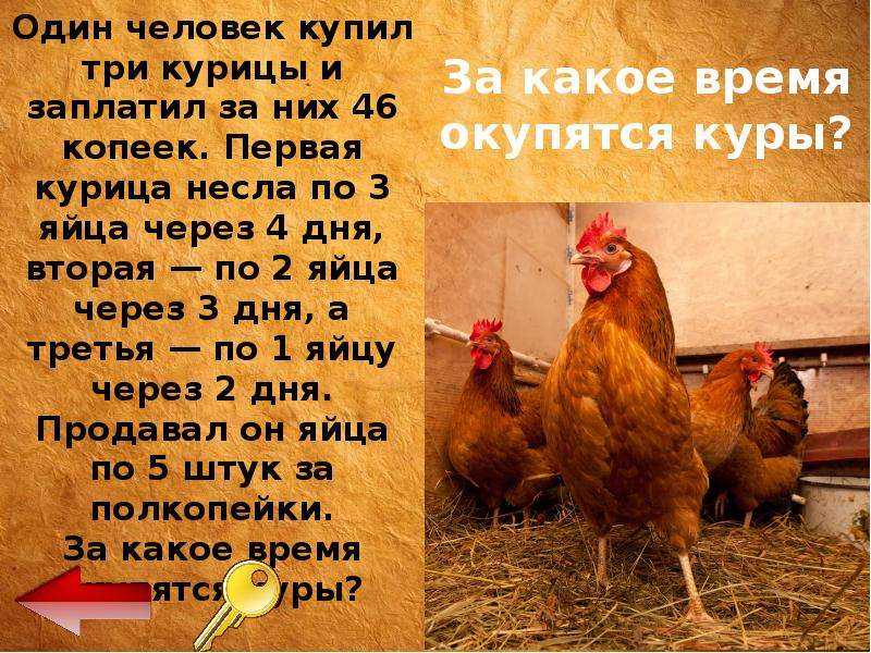 Сколько лет может жить несушка, и как обеспечить курице достойные условия содержания